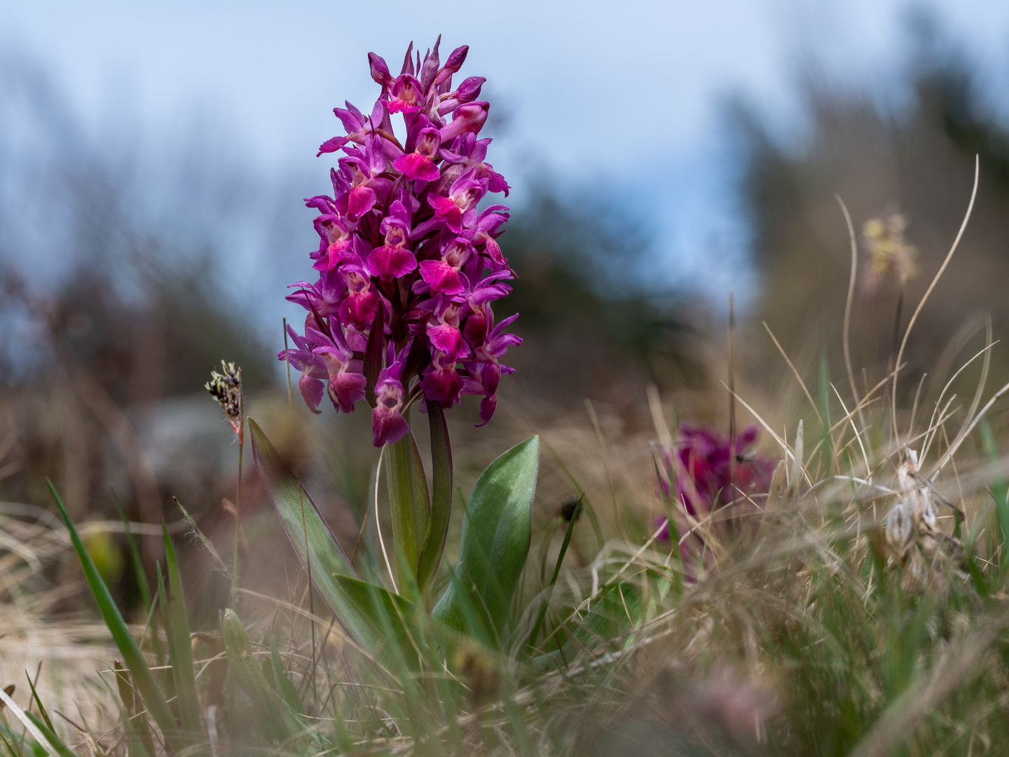 Holunder-Knabenkraut (Dactylorhiza sambucina)