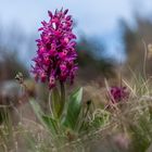 Holunder-Knabenkraut (Dactylorhiza sambucina)