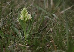 Holunder-Knabenkraut (Dactylorhiza sambucina)