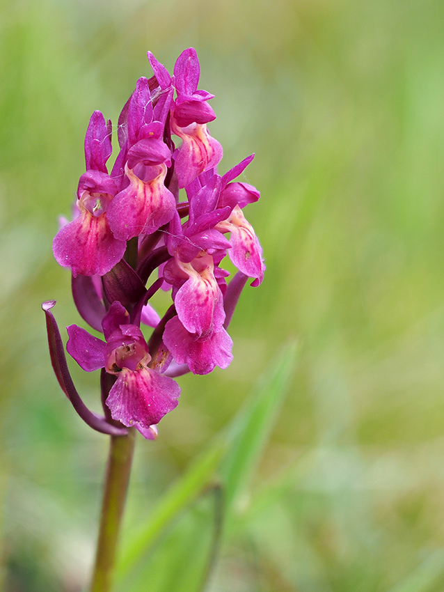 Holunder Knabenkraut (Dactylorhiza sambucina)