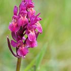 Holunder Knabenkraut (Dactylorhiza sambucina)