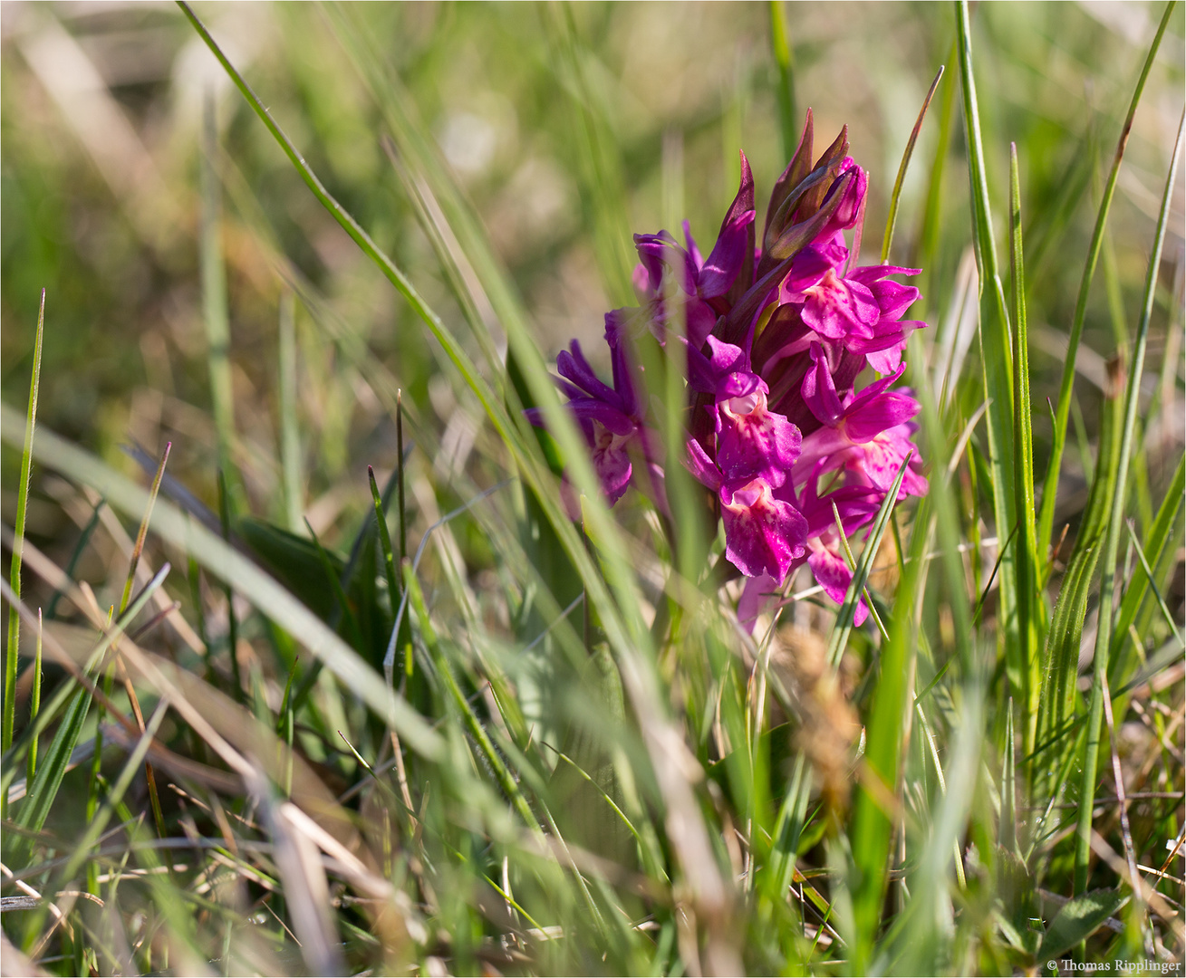 Holunder-Knabenkraut (Dactylorhiza sambucina) ..