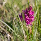 Holunder-Knabenkraut (Dactylorhiza sambucina) ..