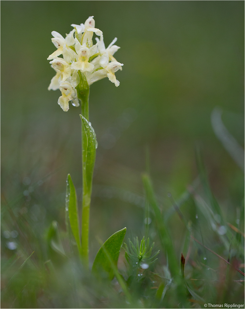 Holunder-Knabenkraut (Dactylorhiza sambucina)