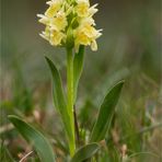 Holunder - Knabenkraut (Dactylorhiza sambucina)....