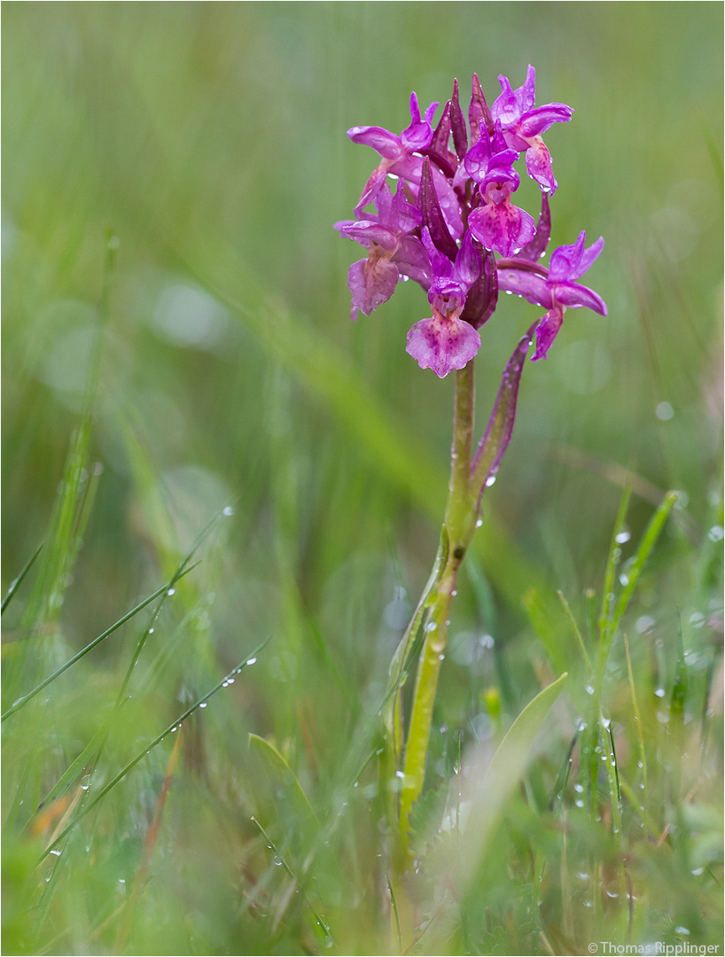 Holunder-Knabenkraut (Dactylorhiza sambucina) -.