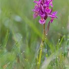 Holunder-Knabenkraut (Dactylorhiza sambucina) -.