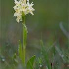 Holunder-Knabenkraut (Dactylorhiza sambucina) -