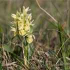 Holunder-Knabenkraut (Dactylorhiza sambucina) .