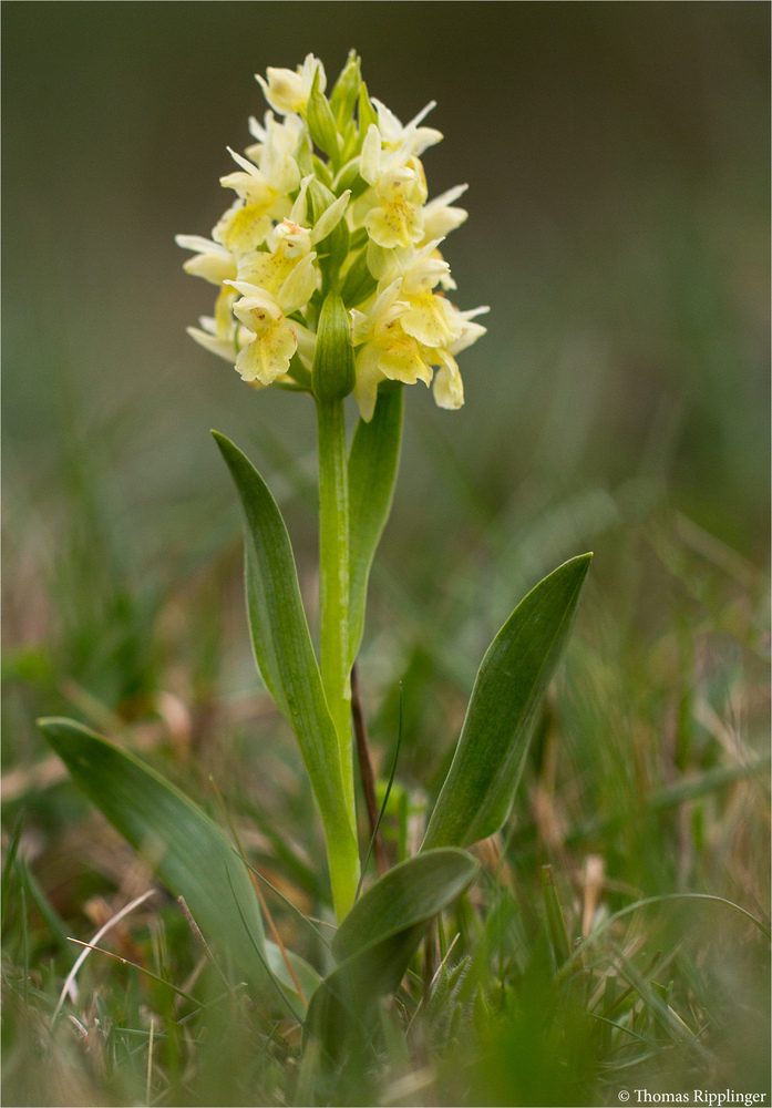 Holunder - Knabenkraut (Dactylorhiza sambucina)....