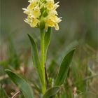 Holunder - Knabenkraut (Dactylorhiza sambucina)....