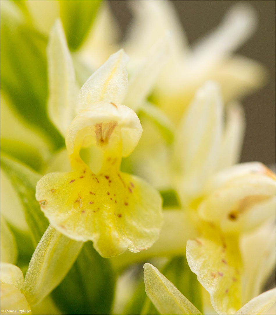 Holunder - Knabenkraut (Dactylorhiza sambucina)......