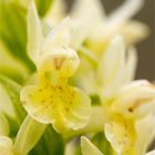 Holunder - Knabenkraut (Dactylorhiza sambucina)......