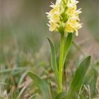 Holunder - Knabenkraut (Dactylorhiza sambucina)...