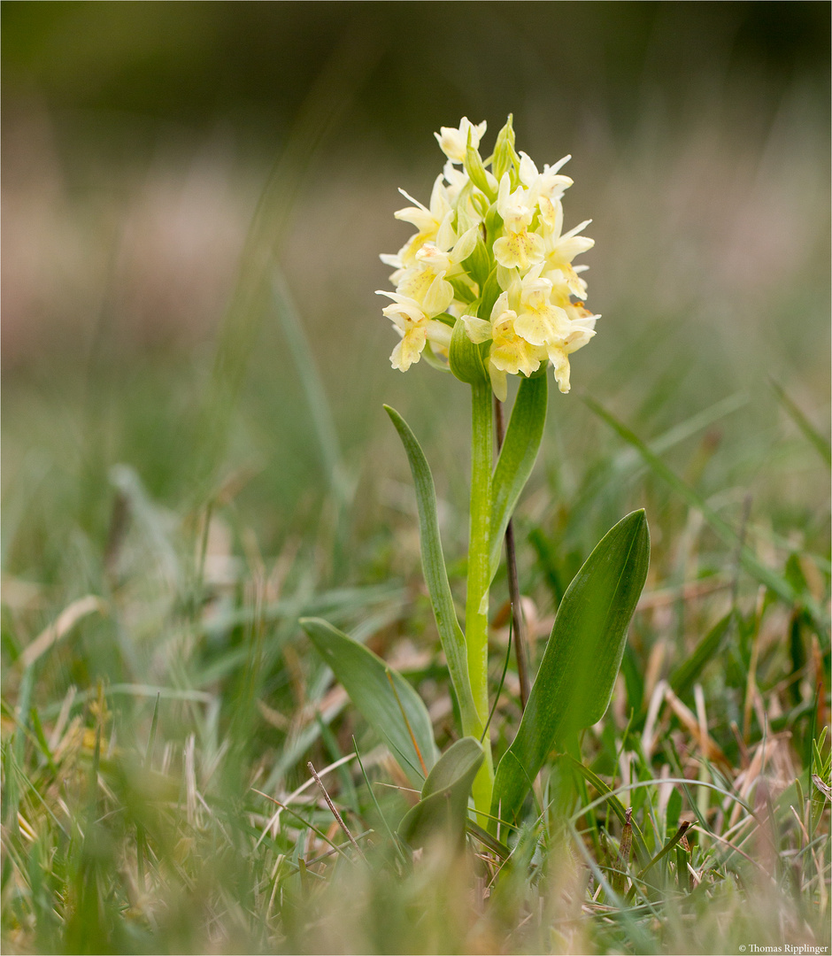 Holunder - Knabenkraut (Dactylorhiza sambucina).