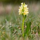 Holunder - Knabenkraut (Dactylorhiza sambucina).