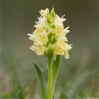 Holunder - Knabenkraut (Dactylorhiza sambucina)