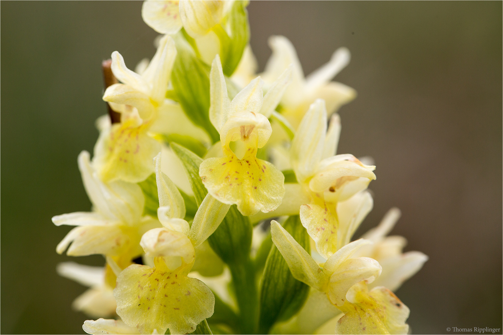 Holunder - Knabenkraut (Dactylorhiza sambucina).....