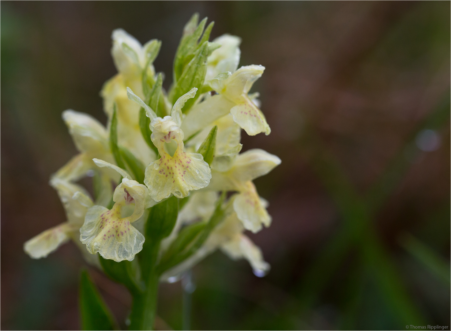 Holunder-Knabenkraut (Dactylorhiza sambucina)