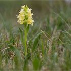 Holunder - Knabenkraut (Dactylorhiza sambucina)