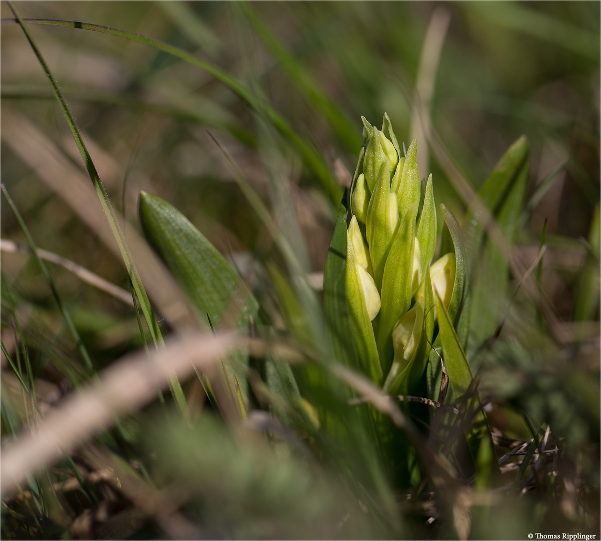 Holunder-Knabenkraut (Dactylorhiza sambucina) . .