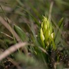 Holunder-Knabenkraut (Dactylorhiza sambucina) . .