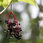 Holunder... oder Herbst... oder Tränen