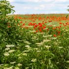 Holunder und Mohn