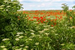 Holunder und Mohn