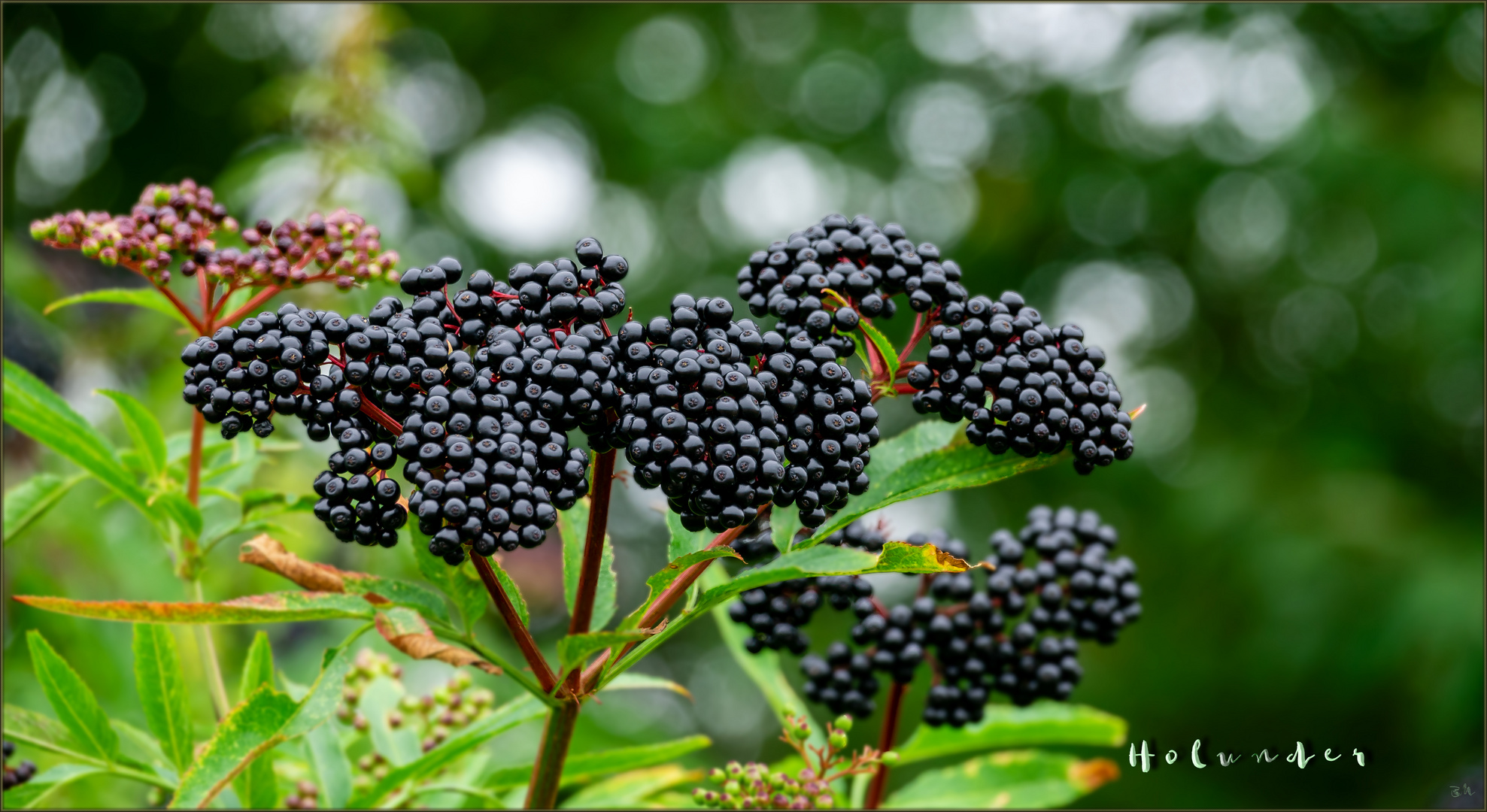 Holunder vom Herbst 2020