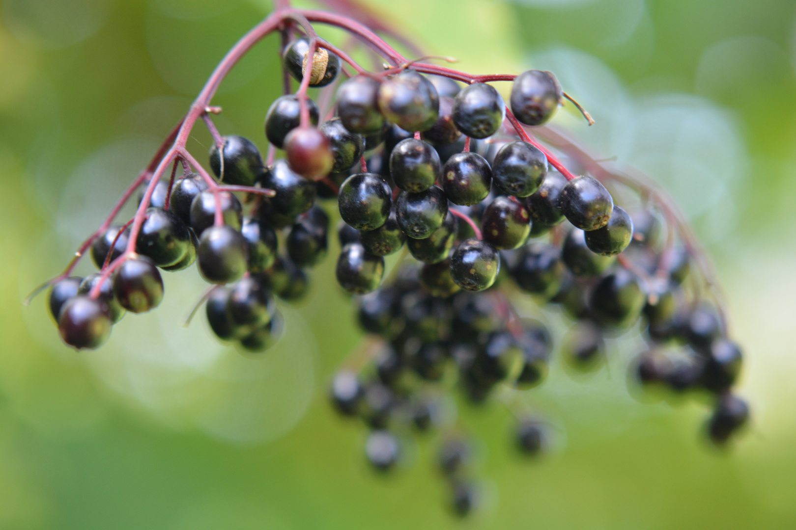 Holunderbeeren