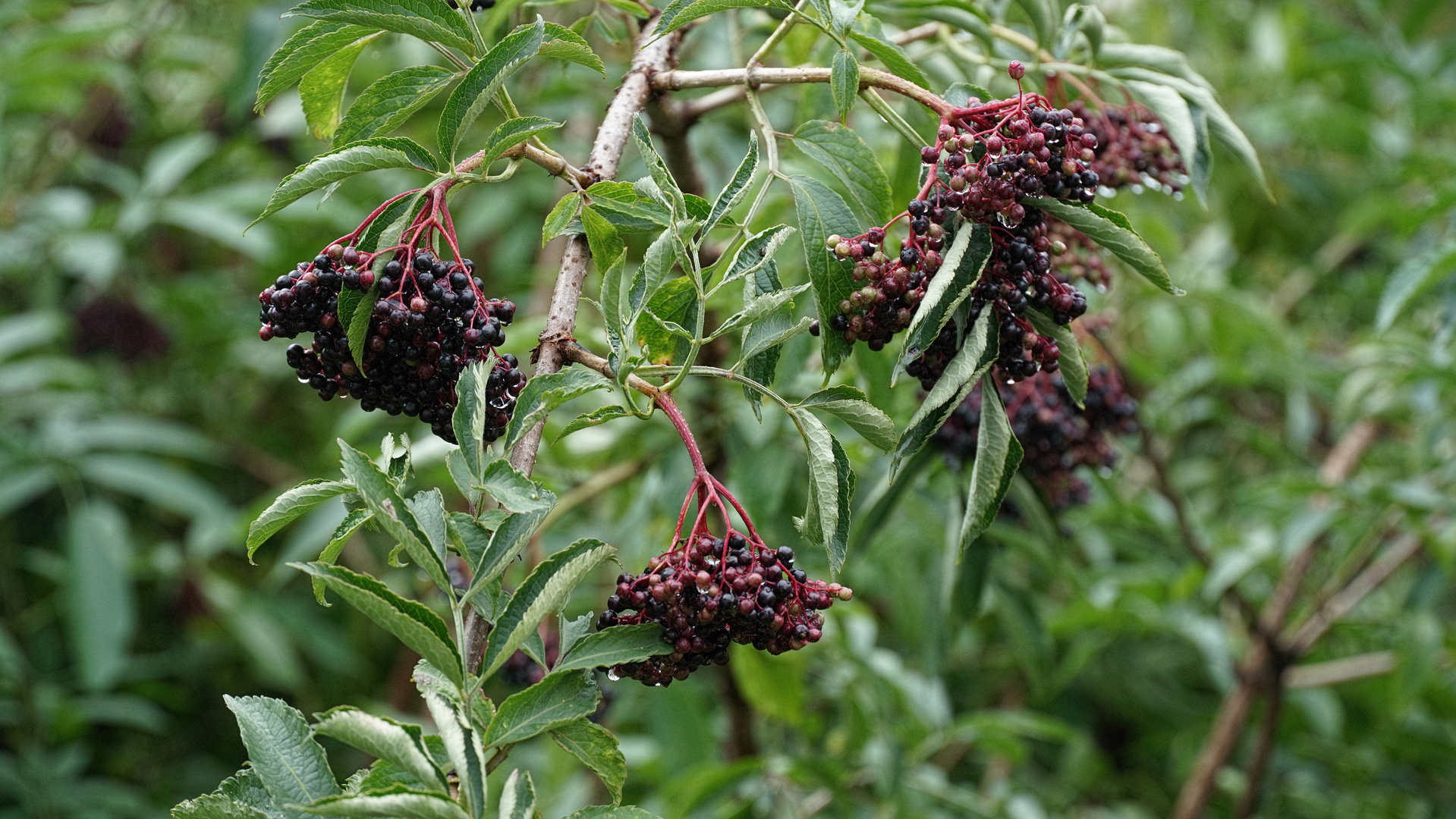 Holunderbeeren Foto &amp; Bild | projekte, 3 - mittwochsblümchen ...