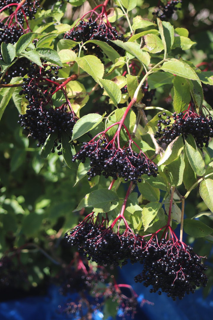 Holunderbeeren