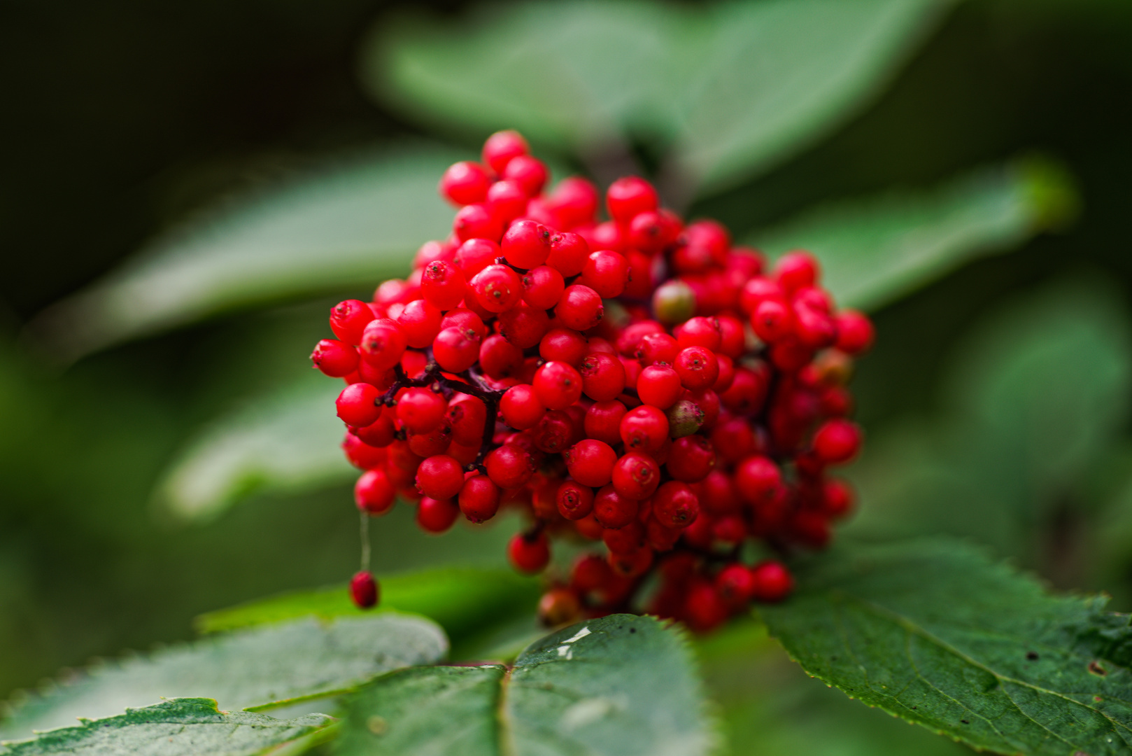 Holunderbeeren