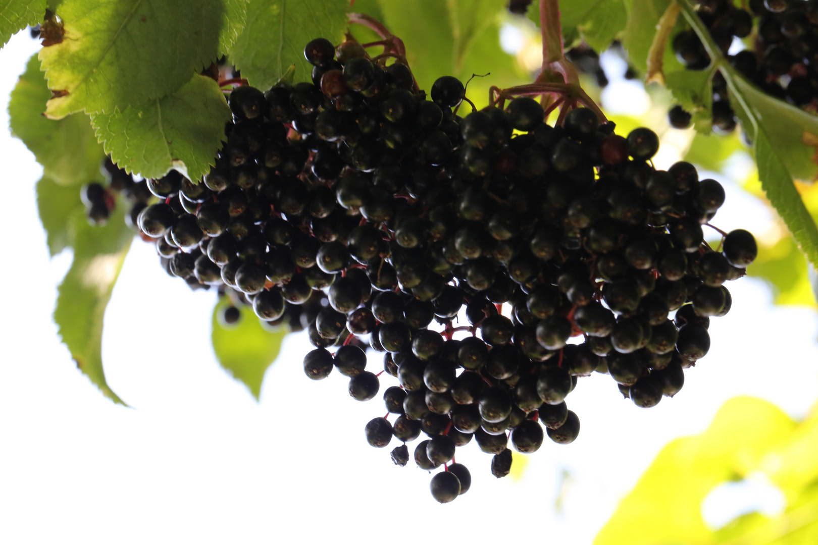 Holunderbeeren Foto &amp; Bild | pflanzen (sonstiges), holunder ...