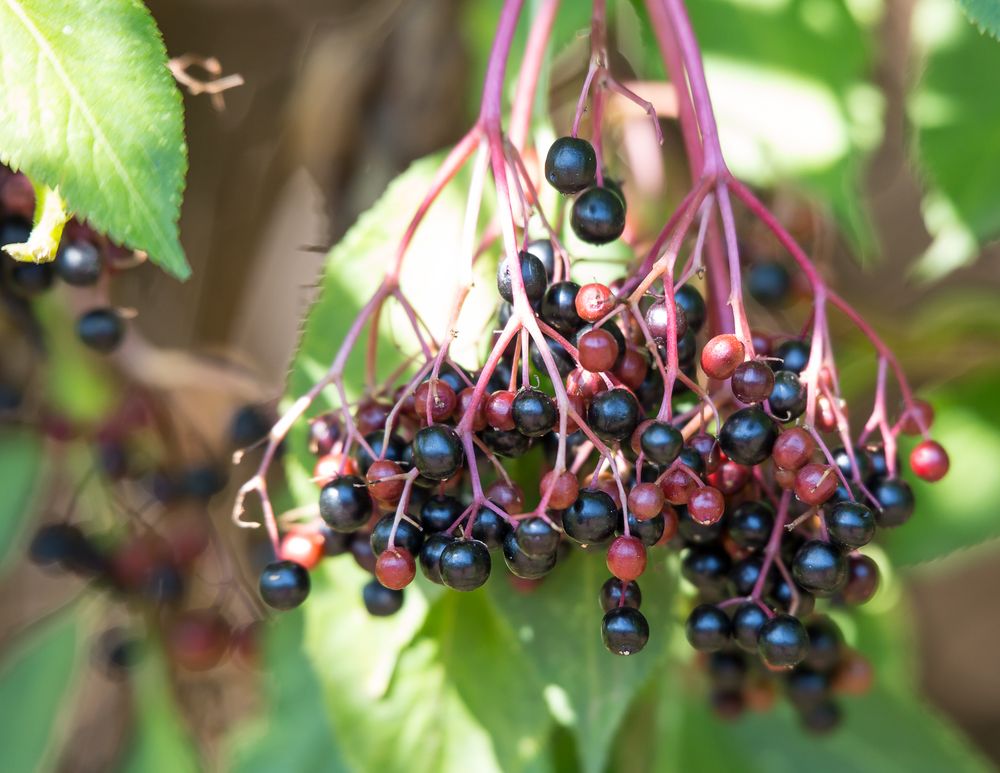 Holunderbeeren