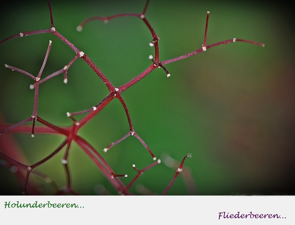 Holunderbeeren...