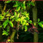 Holunderbeeren am Waldrand