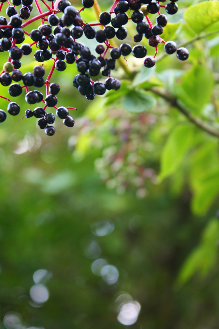 Holunderbeeren