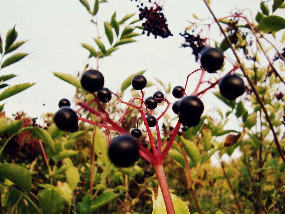 Holunderbeeren die 1.