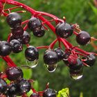 Holunderbeeren im Regen