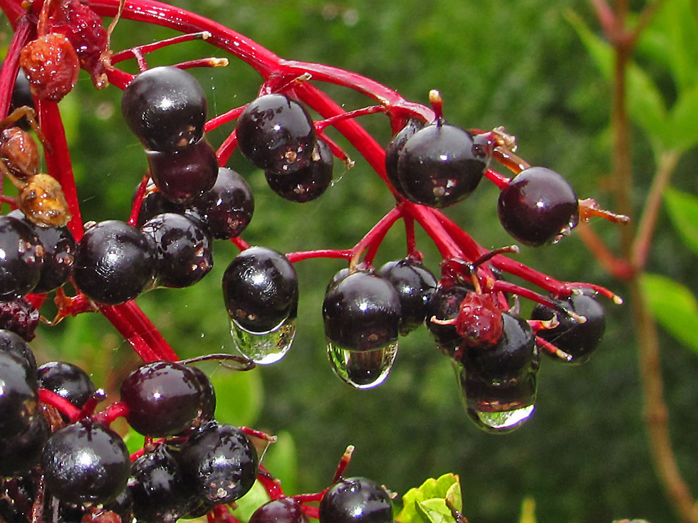 Holunderbeeren im Regen