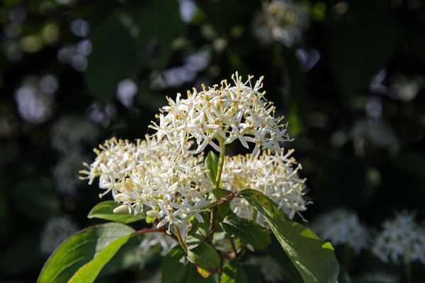 Holunderbeerenblüten