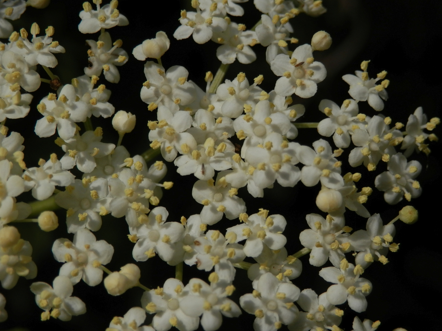 Holunderblüte