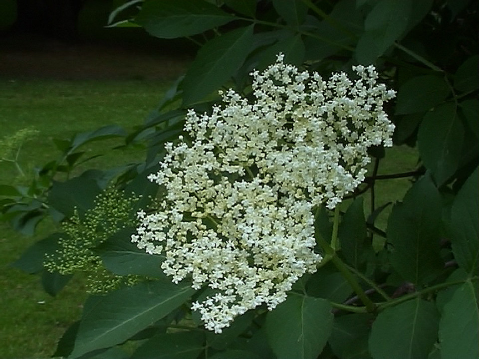 holunderblüte