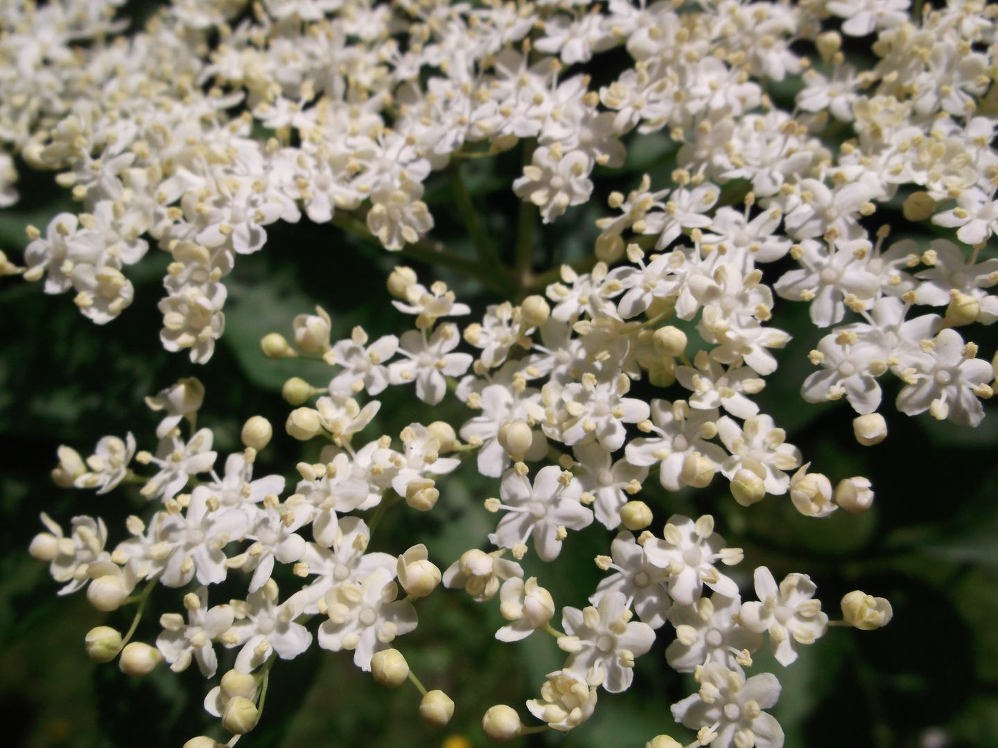 Holunderblüte 2018