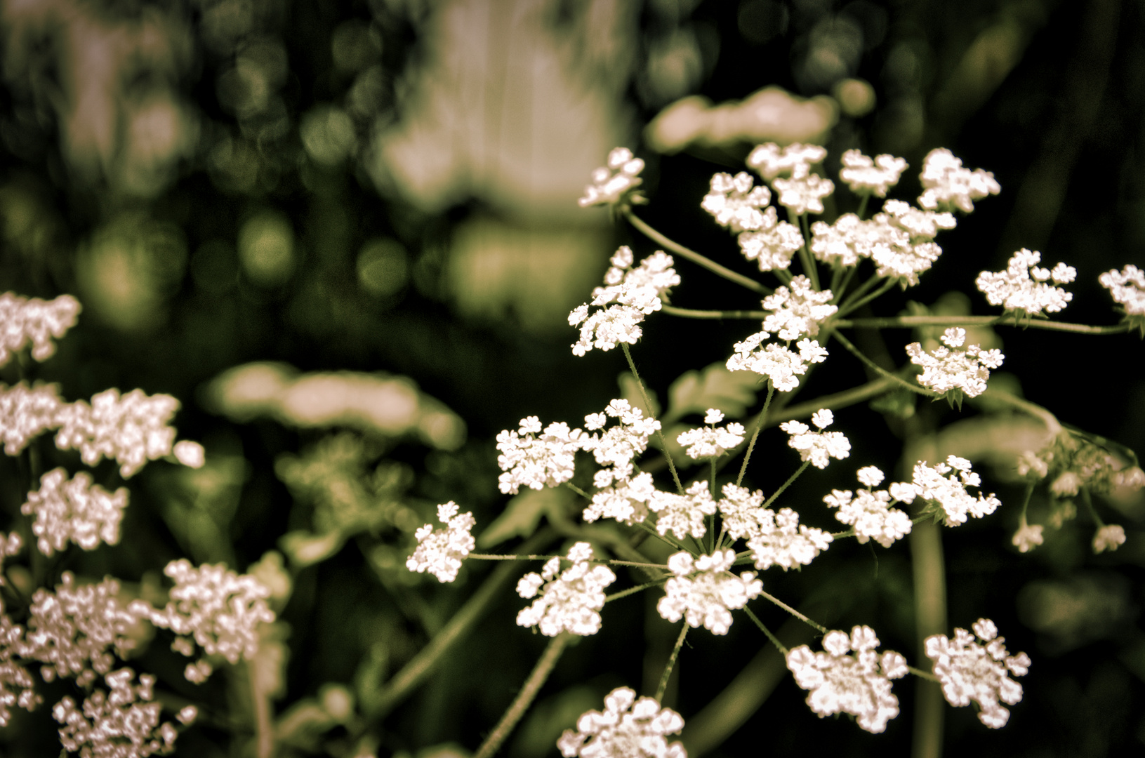 Holunderblüte