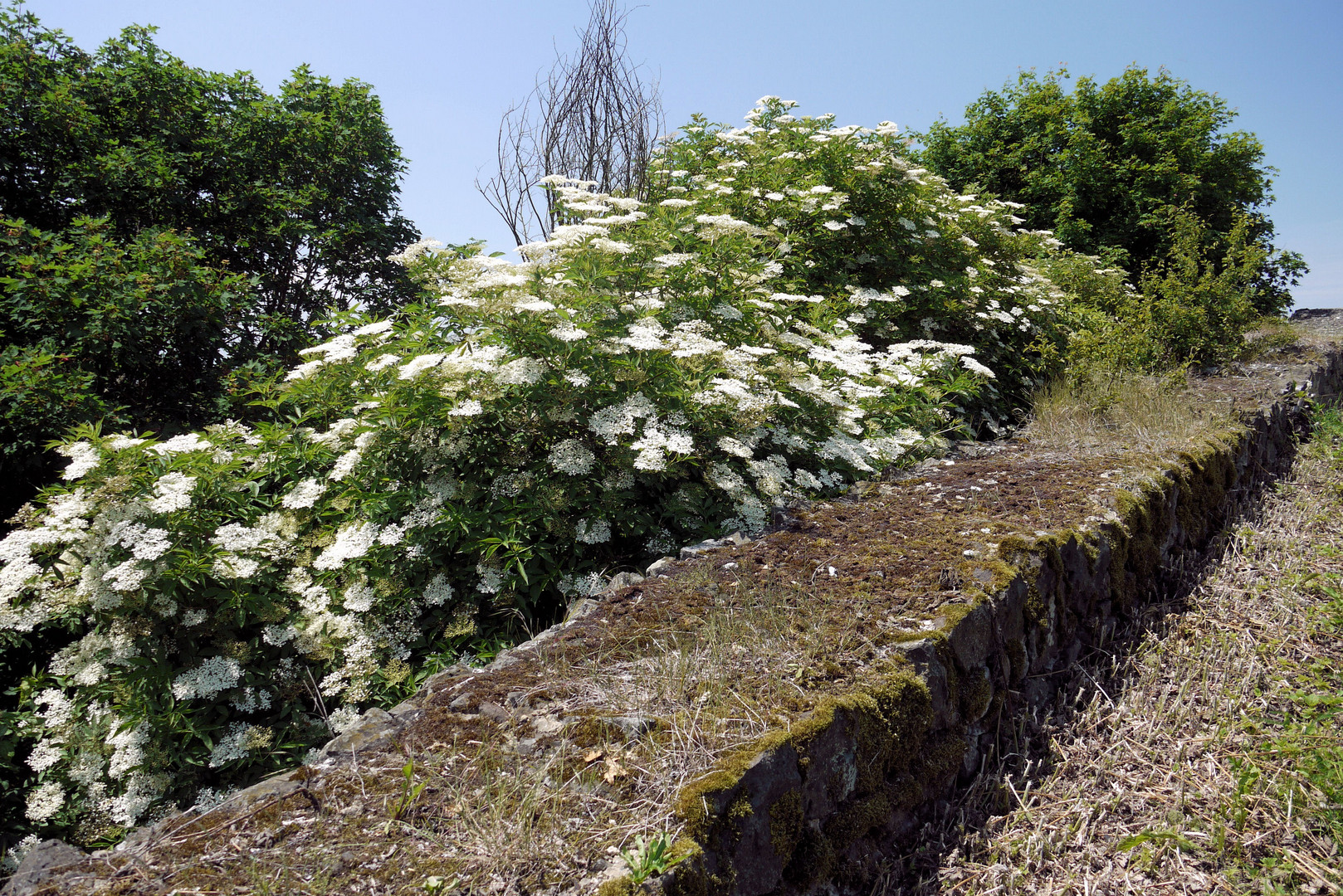 Holunderblüte