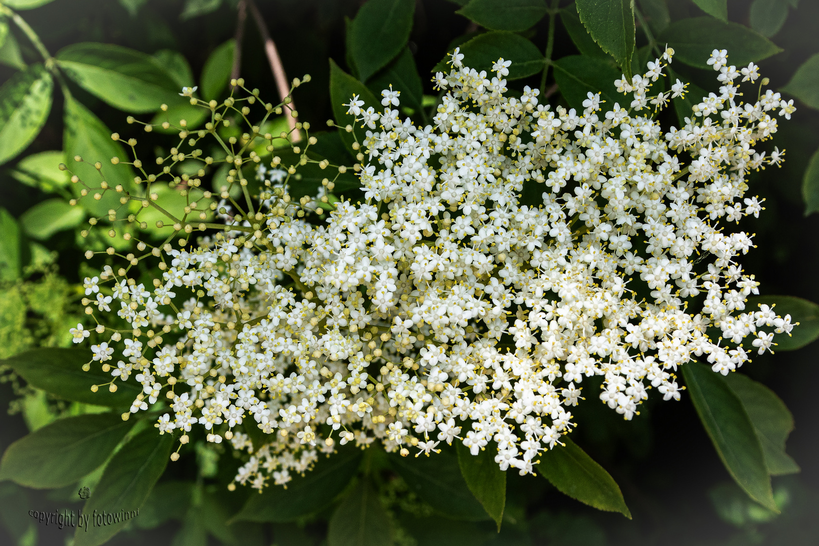 Holunderblüte