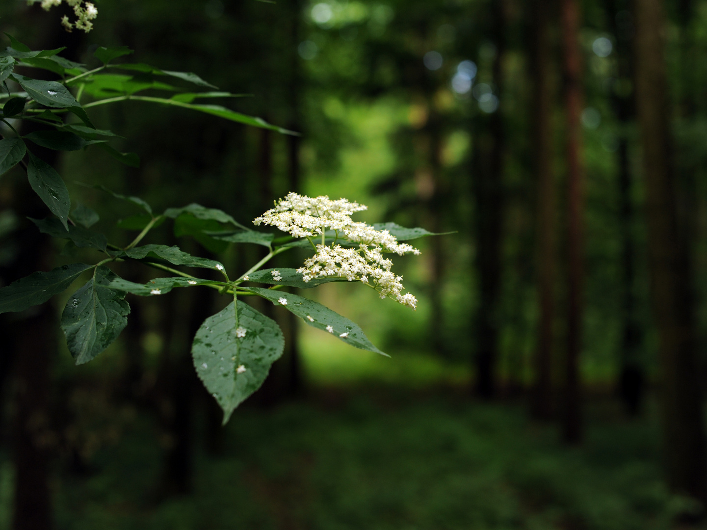 Holunderblüte